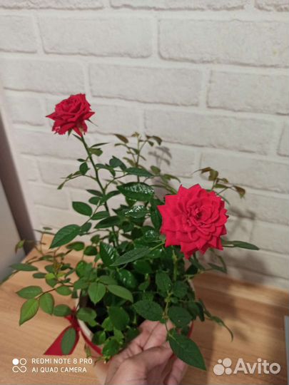 Роза комнатная