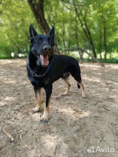 Вязка кобель вео