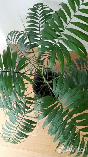Пальма Хамедорея - растение для офиса и дома