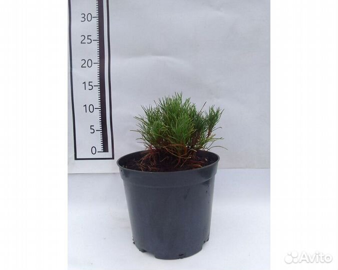 Сосна горная Pumilio