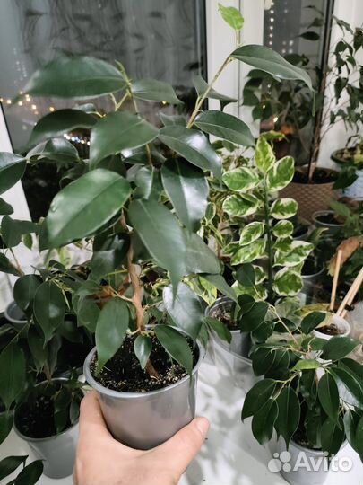 Фикус бенджамина