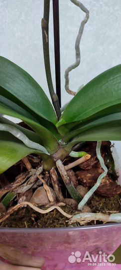 Орхидея фаленопсис маурицио или красивая улыбка