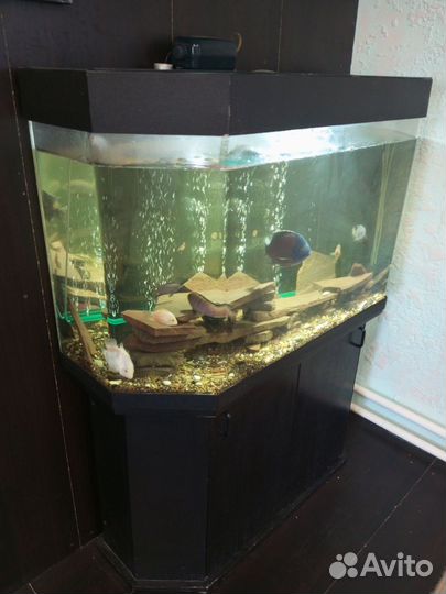 Аквариум