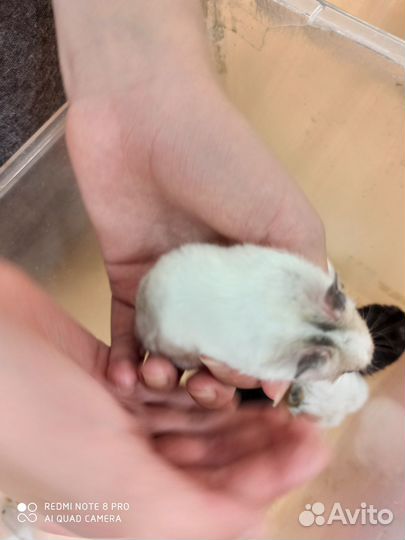 Сирийские хомячки