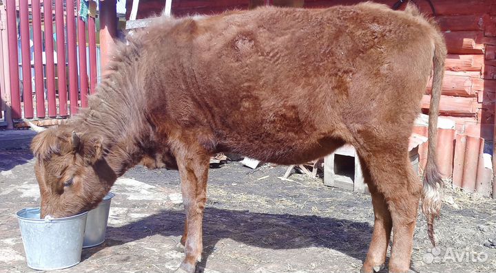 Продается телка
