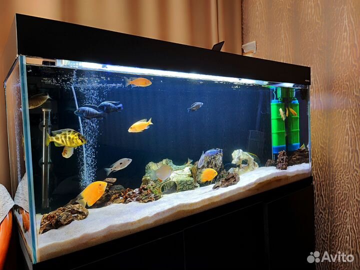 Аквариумные рыбки, креветки