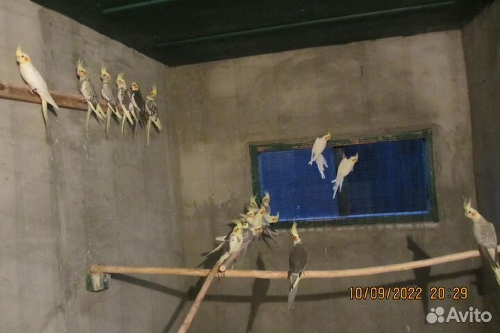 Птицы корелла