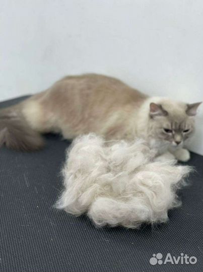 Грумер стрижка кошек и собак