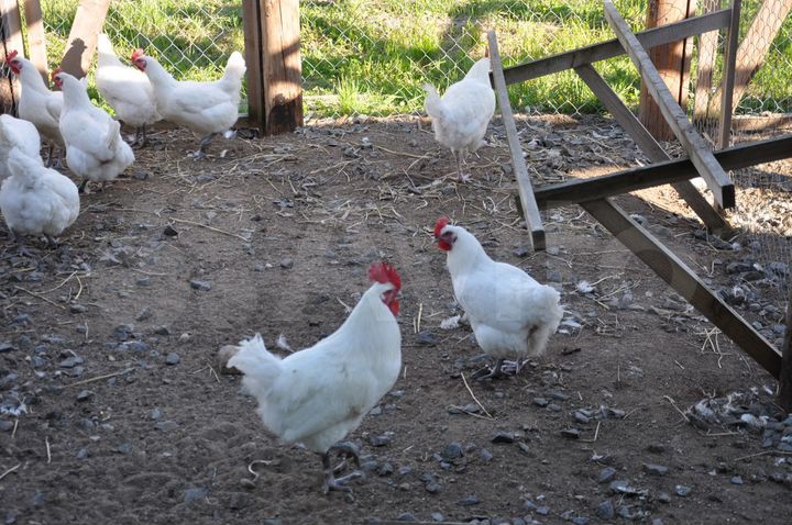 Участок 3,55 га (СНТ, ДНП)