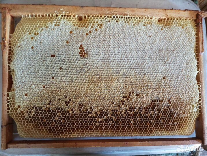 Тутаевский Мëд - Натуральный. С Личной Пасеки