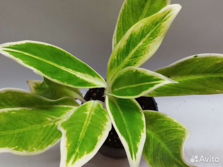 Аглаонема липстик грин