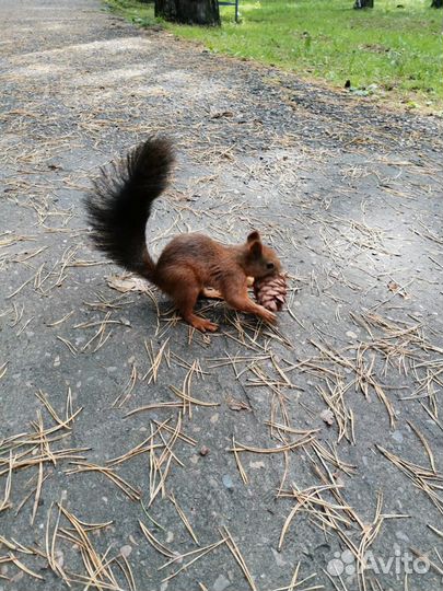 Кедровая шишка для белочки и попугая