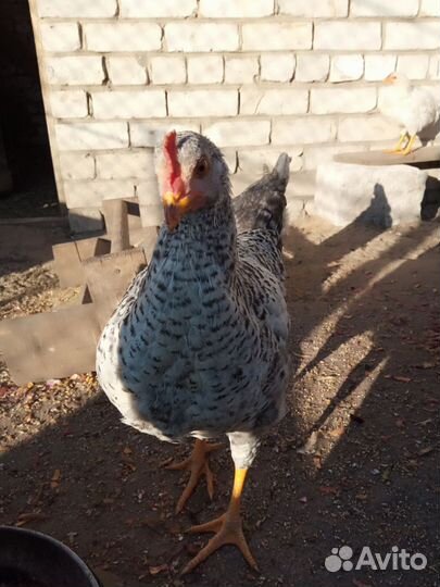 Петушки молодые