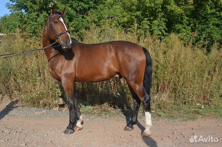 Лошадь орловская