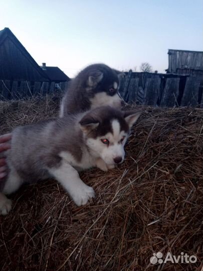 Сибирский хаски