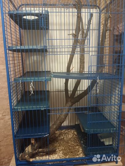 Клетка для дегу