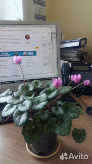 Европейский цикломен