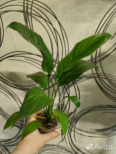 Спатифиллум