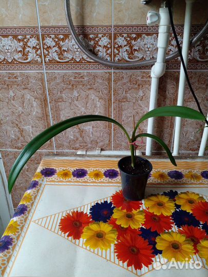 Детка гиппеаструма оранжевого