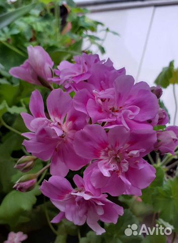 Пеларгонии зонартики