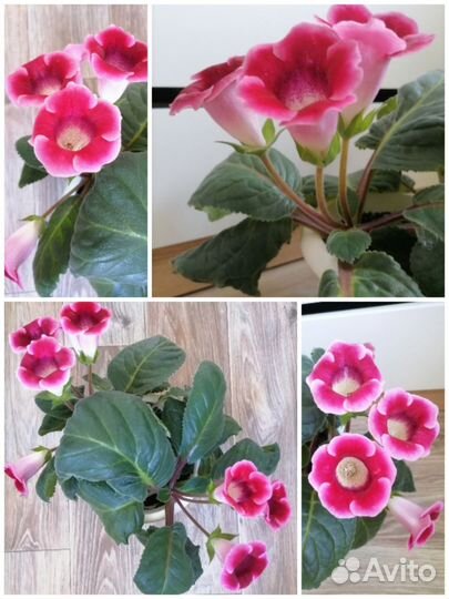 Глоксиния лист