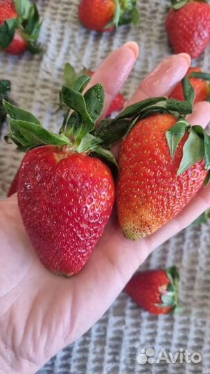 Рассада клубники(виктории)