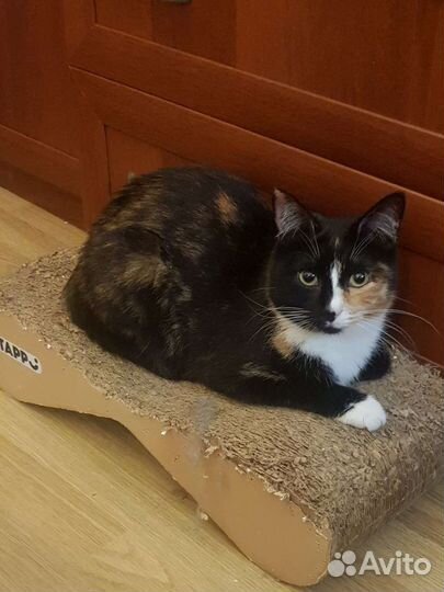 Трехцветка девочка Бонечка 1год стерилизованна и п