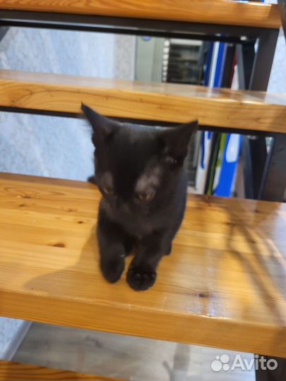 Котята европейской бурмы