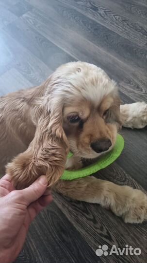 Кокер спаниель