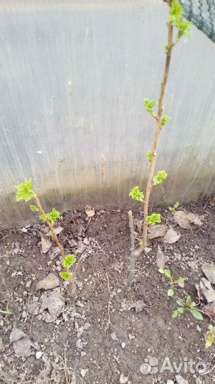 Черная смородина