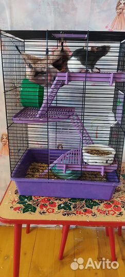 Крыса вместе с клеткой