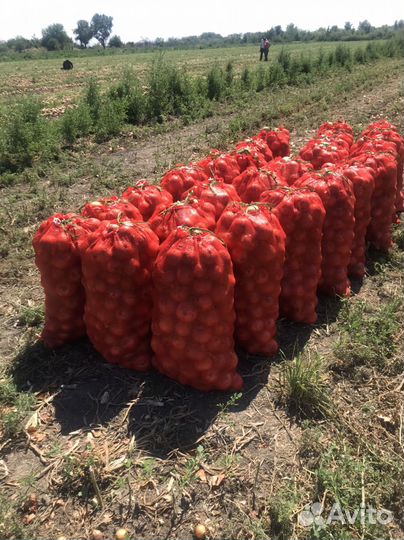 Лук репчатый