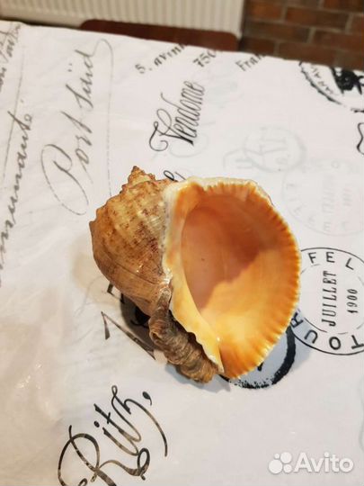 Ракушки, рапаны