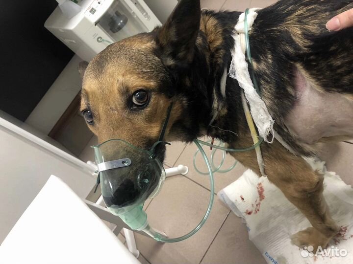 Круглосуточная экстренная ветеринарная помощь