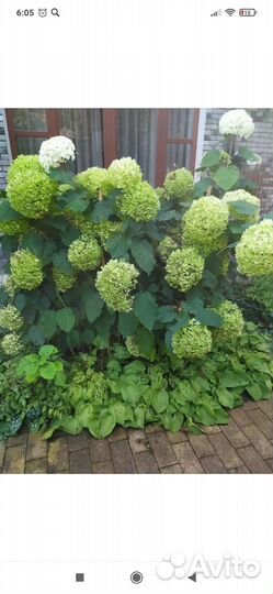 Гортензия древовидная Анабель