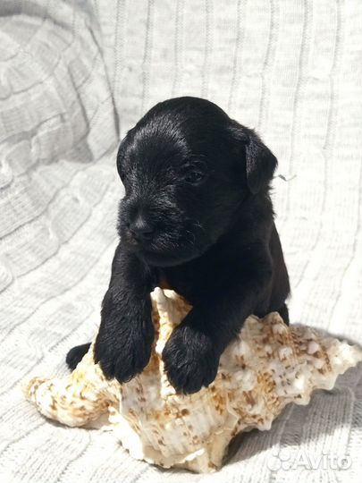 Счастье в дом