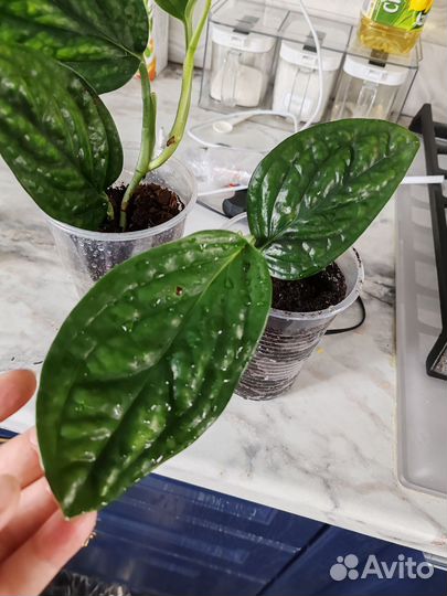 Эпипремнум и Сциндапсус