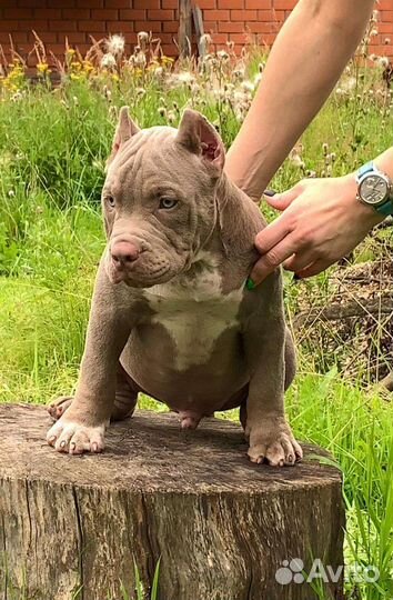 Американский булли