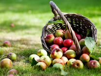 Сборщик на урожай яблок