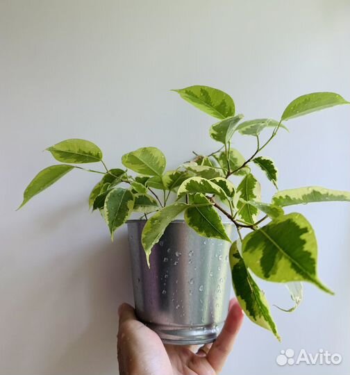 Фикус бенджамина пестролистный с горшком