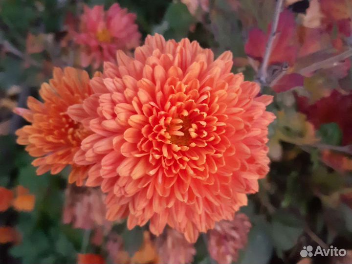 Хризантема корейская саженцы