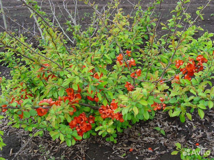 Айва японская