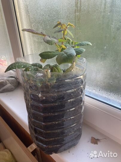 Собственно-корневая роза WOW