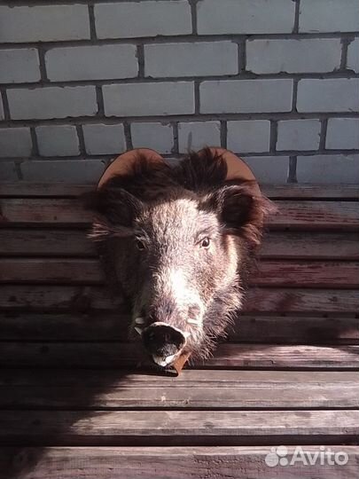 Чучело кабана