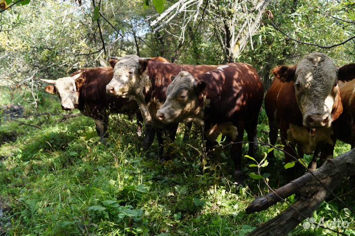 Продам быков