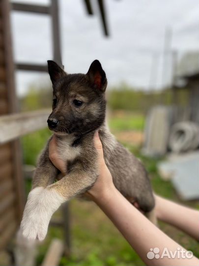 Щенки западно сибирской лайки