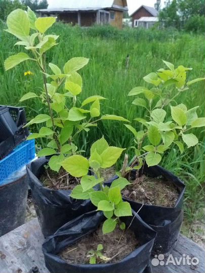 Редкие растения для сада