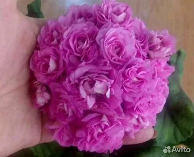 Пеларгония герань сортовая Ю-Мерлизон 2