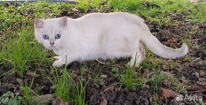 Котик британской шиншиллы