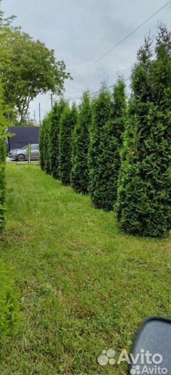 Туя Колумна